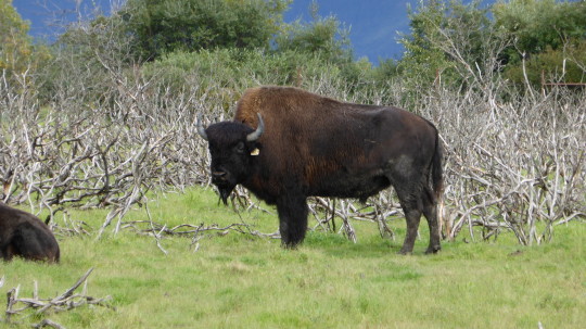 Bison at the Alaska Wildlife Conservation Centre.