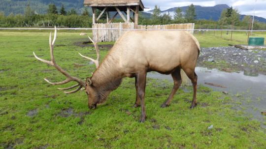 Caribou in rehabilitation at the Alaska Wildlife Conservation Centre.