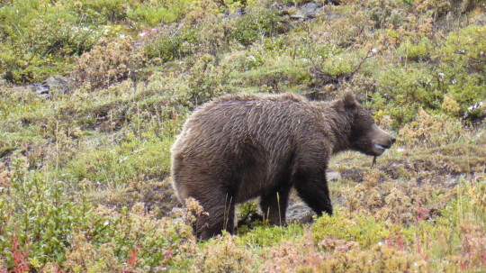One of our bear sightings close to the road