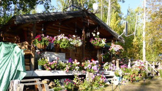 Nancy Ball's log cabin covered with colourful hanging baskets.