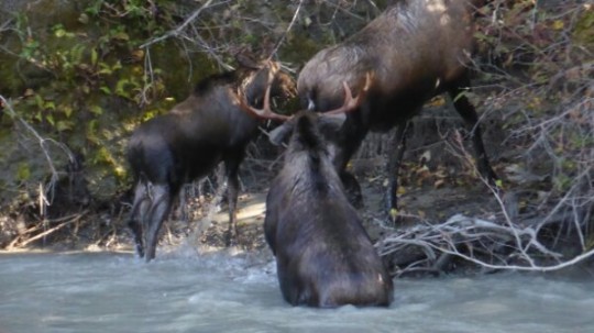 Moose crossing the river.