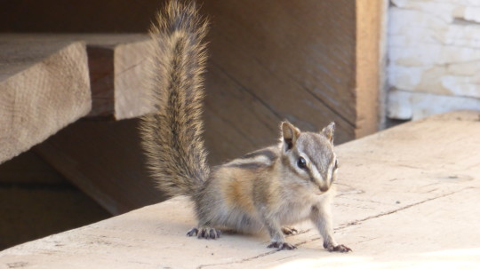 A local in the ghost town, a chipmunk.